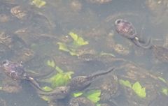 Bufo bufo