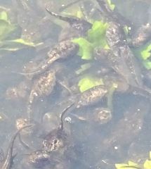 Bufo bufo