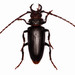 Oedipus Longhorn Beetle - Photo (c) fubr, some rights reserved (CC BY-NC-ND), uploaded by fubr