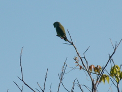 Brotogeris jugularis exsul