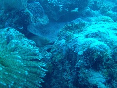 Gymnothorax miliaris