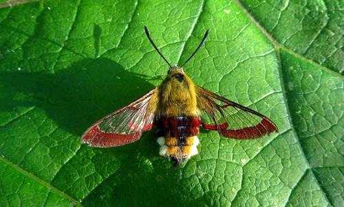 Hemaris fuciformis