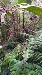 Dichaetanthera