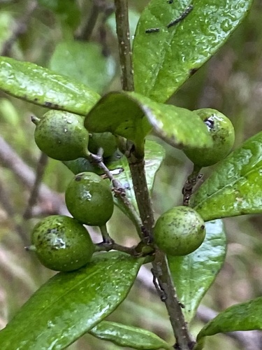 Alyxia stellata