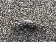 Ocypode gaudichaudii