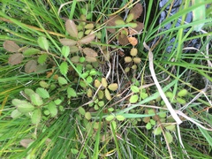 Argentina anserinoides