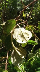 Dichaetanthera