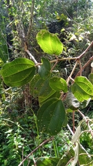 Dichaetanthera