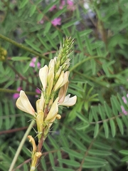 Onobrychis saxatilis