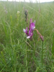 Astragalus macropus
