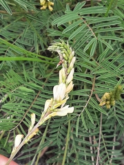 Onobrychis saxatilis