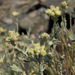 Artemisia albicans