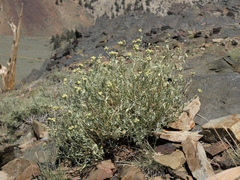 Artemisia albicans