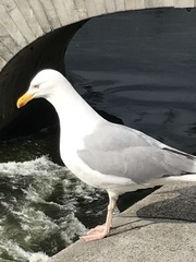 Larus argentatus