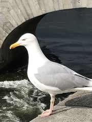 Larus argentatus