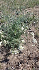Smelowskia alba