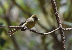 Empidonax affinis