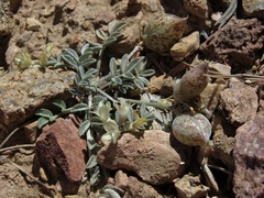 Astragalus platytropis