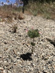 Leptosiphon ciliatus