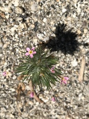 Leptosiphon ciliatus