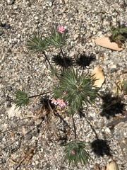 Leptosiphon ciliatus
