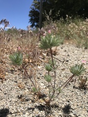 Leptosiphon ciliatus