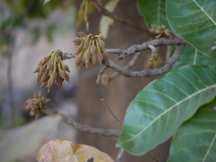 Madhuca longifolia latifolia