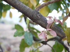 Madhuca longifolia latifolia