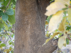 Madhuca longifolia latifolia