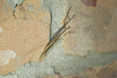 Bistanta mexicana