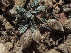 Astragalus platytropis