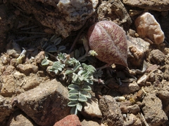 Astragalus platytropis