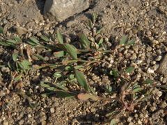 Polygonum aviculare depressum
