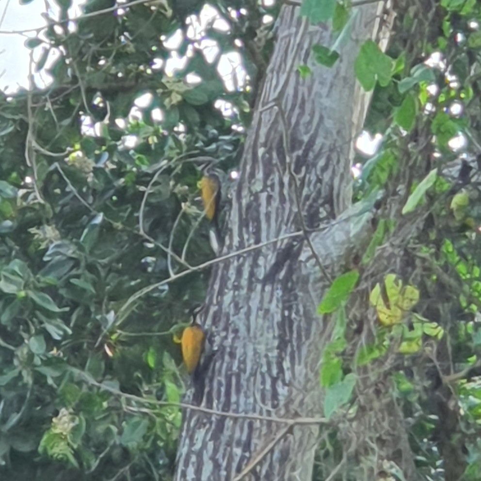 Common Flameback