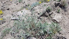 Smelowskia alba