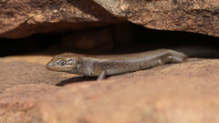 Liopholis personata
