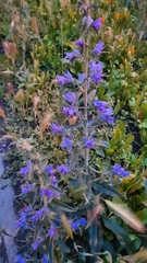 Echium vulgare