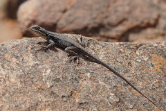 Ctenophorus modestus