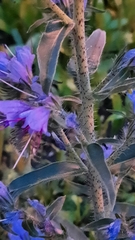 Echium vulgare