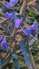 Echium vulgare