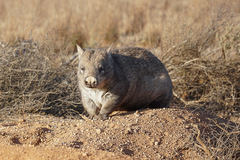 Lasiorhinus latifrons