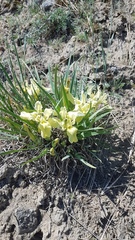 Iris potaninii