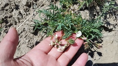 Astragalus chorinensis