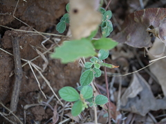 Cajanus scarabaeoides