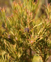 Leucadendron lanigerum lanigerum