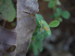 Cajanus scarabaeoides