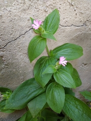 Silene dioica
