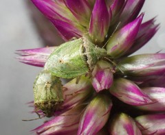 Cyptocephala