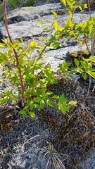 Spiraea flexuosa