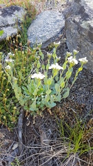 Noccaea cochleariformis